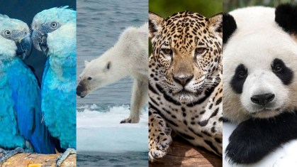 Ararinha-azul, urso polar, onça-pintada e panda gigante
