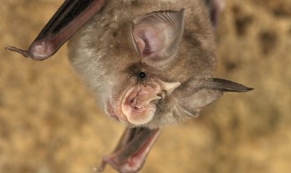 Estudo encontra vírus semelhantes ao da Covid e sugere origem natural da doença