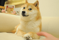 Meme de cão ‘desconfiado’ é vendido por R$ 20 mi e é o mais caro já leiloado