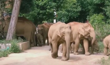 Viagem de elefantes vira atração na China (12.Jun.2021)