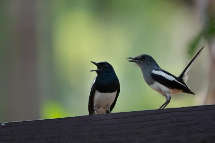 Pássaros cantando juntos