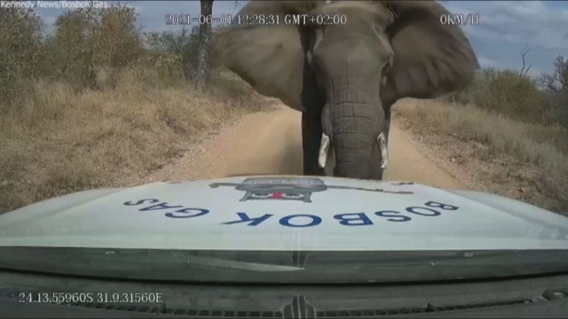 Elefante avança contra caminhão-tanque e aterroriza motorista na África do Sul