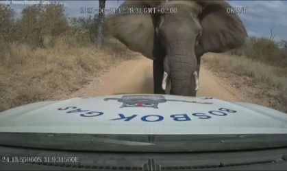 Elefante avança contra caminhão-tanque e aterroriza motorista na África do Sul