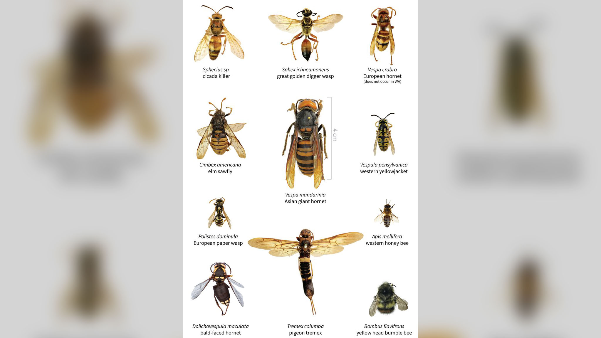 Comparação de tamanho entre a vespa gigante do norte e outros insetos / Foto: Washington State Department of Agricultu