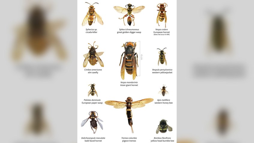 Comparação de tamanho entre a vespa gigante do norte e outros insetos / Foto: Washington State Department of Agricultu