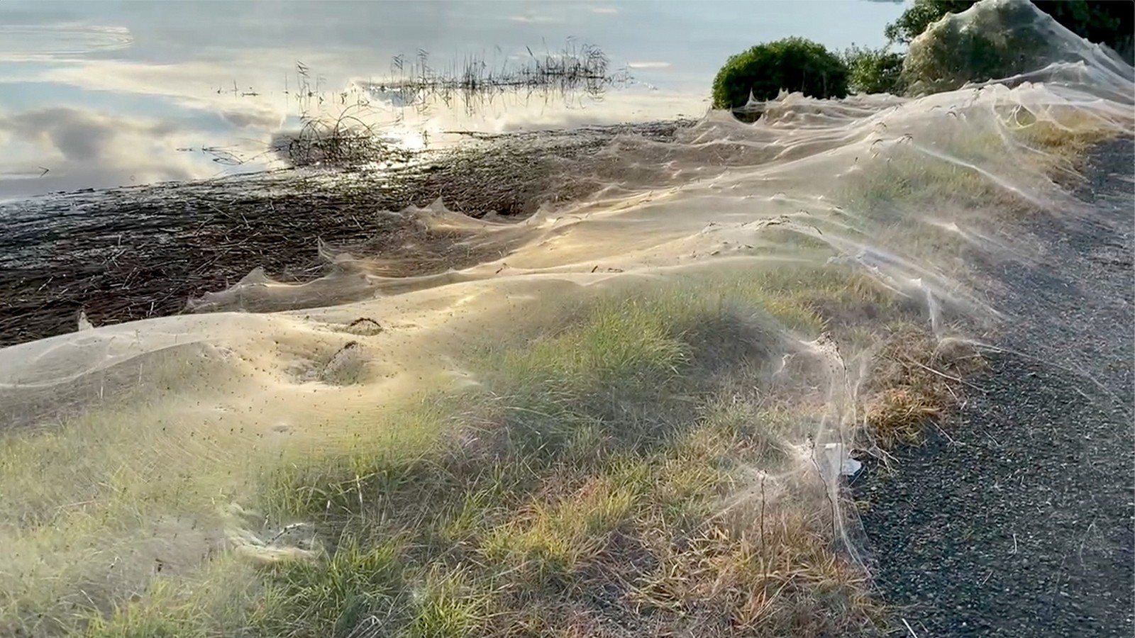 Teias de aranha dominaram a paisagem na cidade australiana