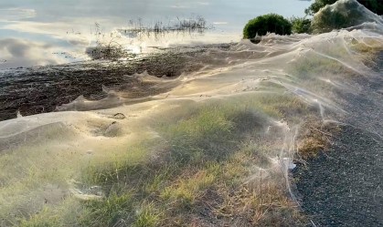 Teias de aranha dominaram a paisagem na cidade australiana