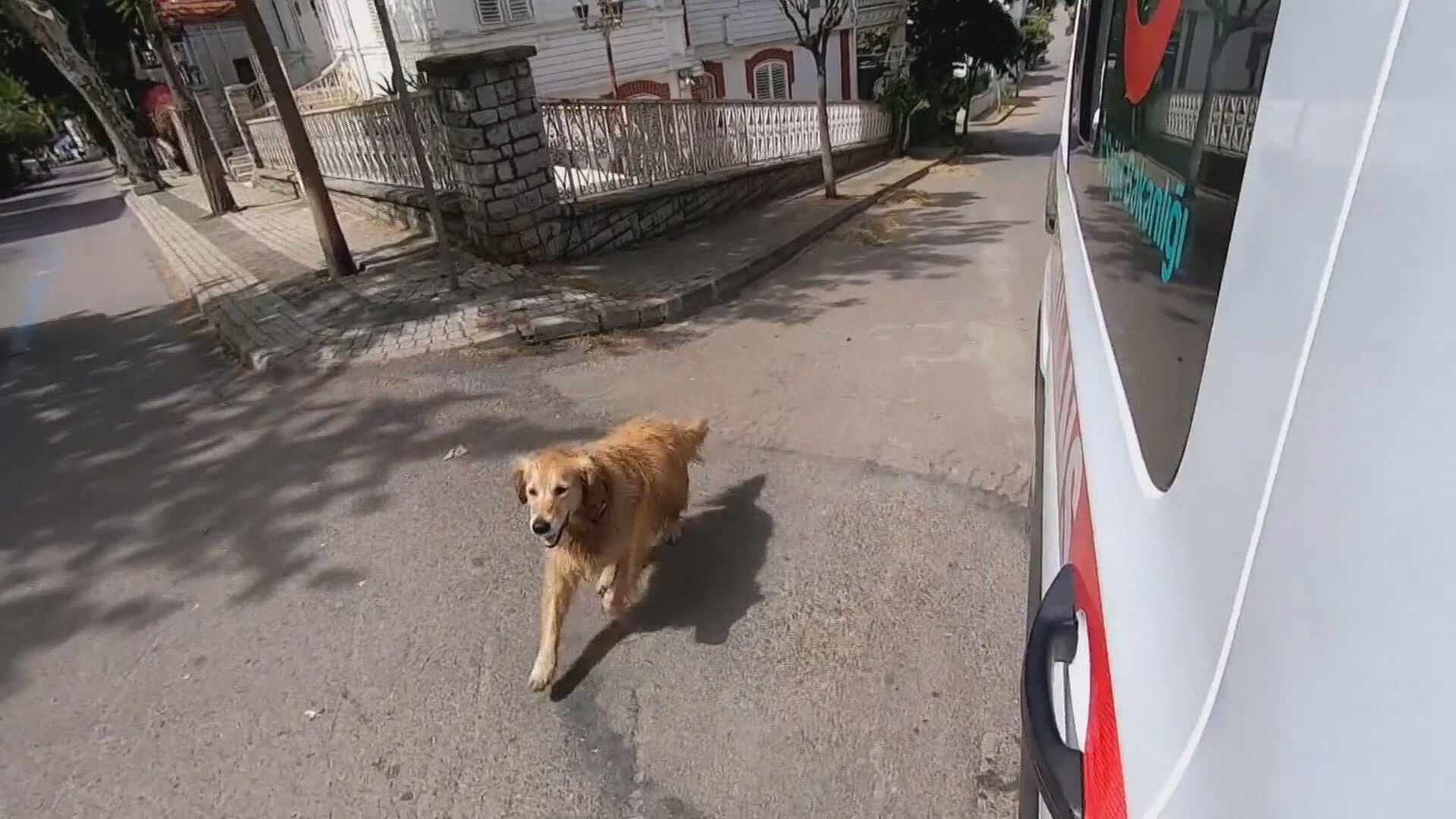 Amor canino: Golden retriver seguiu ambulância que levava dona até o hospital