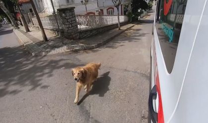 Amor canino: Golden retriver seguiu ambulância que levava dona até o hospital