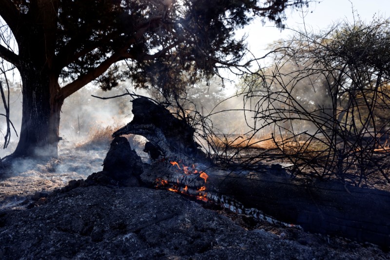 Árvore em chamas após palestinos lançaram balões incendiários sobre a fronteira