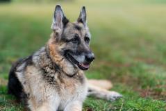 Champ, cachorro de estimação da família do presidente Joe Biden