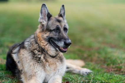Champ, cachorro de estimação da família do presidente Joe Biden