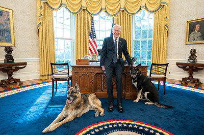 O presidente dos EUA, Joe Biden, com os cães da família, Champ e Major