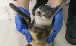 Pinguim da espécie pinguim-de-magalhães