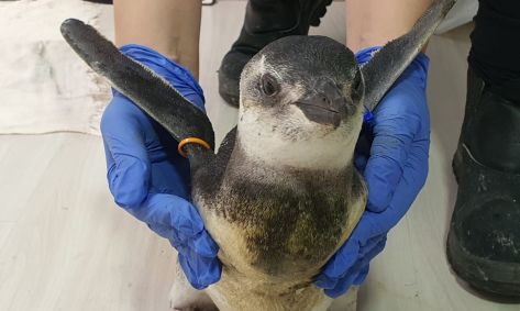 Pinguim da espécie pinguim-de-magalhães