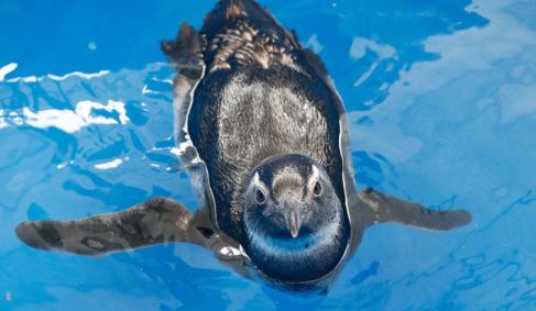 Pinguins-de-magalhães nadando