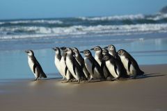 Pinguim-de-magalhães em praia
