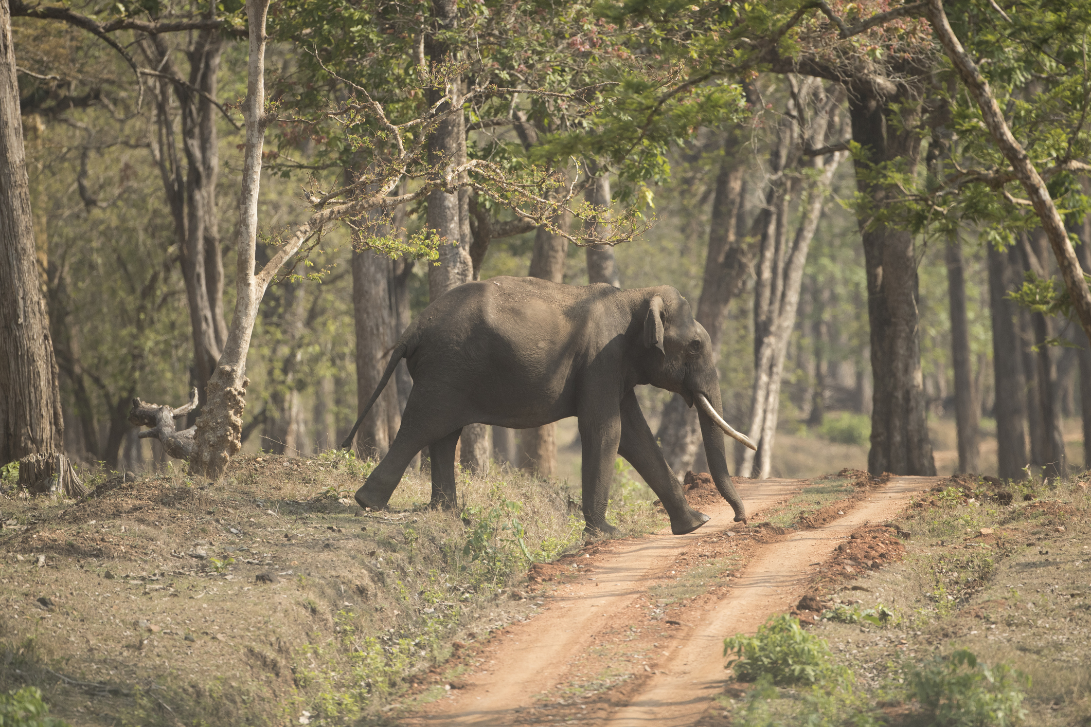 elefante - índia