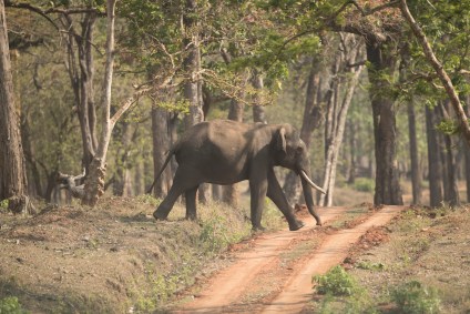 elefante - índia