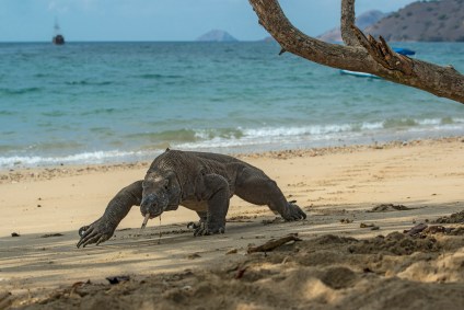 Dragão de Komodo – fóssil vivo