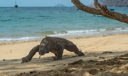Quase 30% de mais de 138 mil espécies do planeta estão ameaçadas de extinção, alerta agência