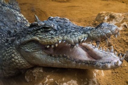 Crocodilo – fóssil vivo