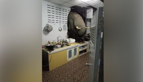 Elefante na cozinha de uma casa na Tailândia