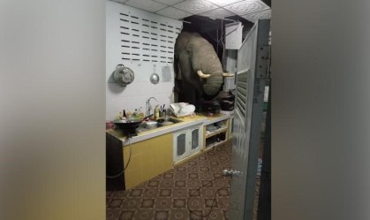 Elefante invade casa na Tailândia em busca de comida