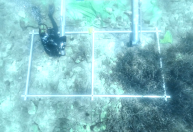 Pesquisador descobre sítio arqueológico submerso no litoral da Croácia