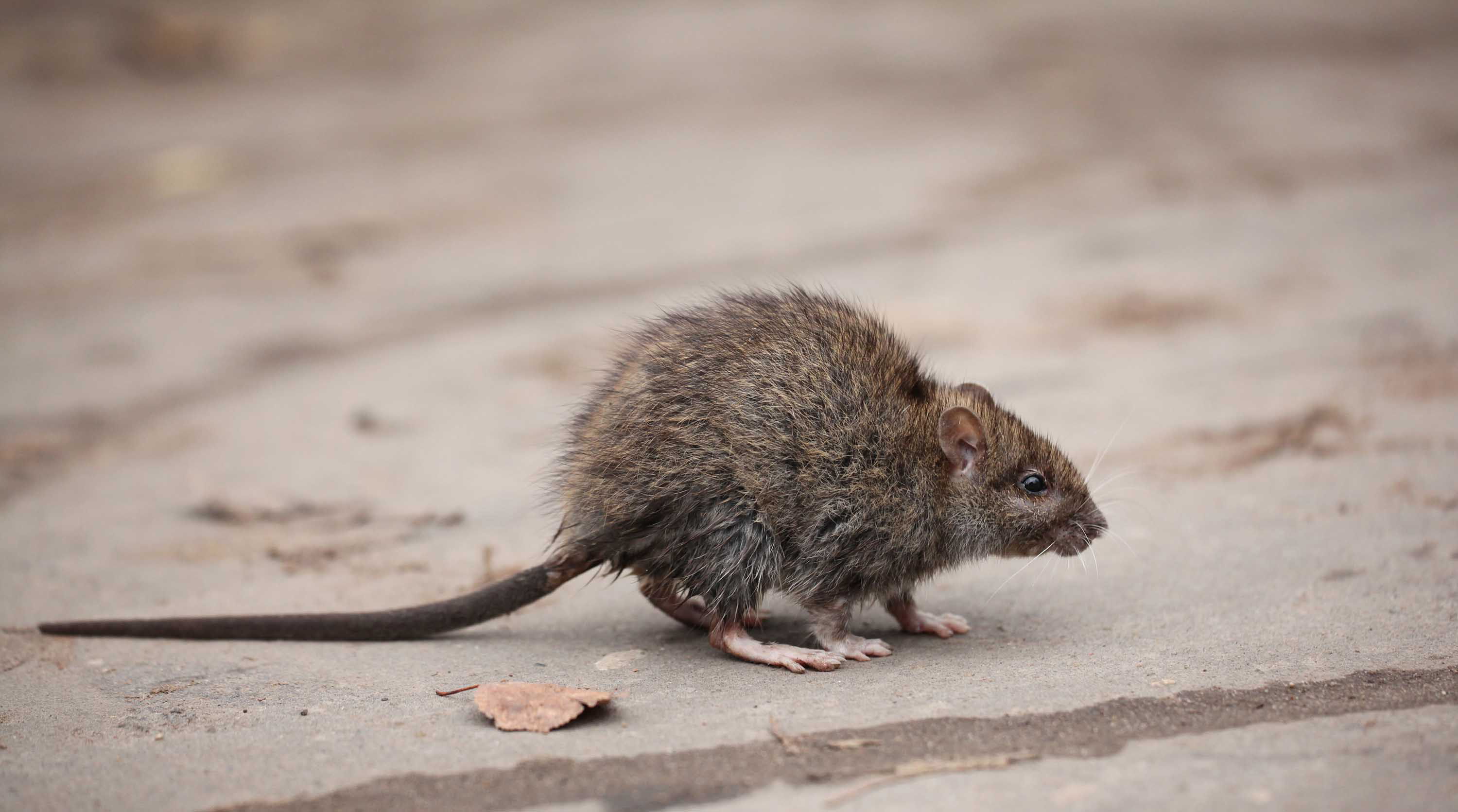 Rato