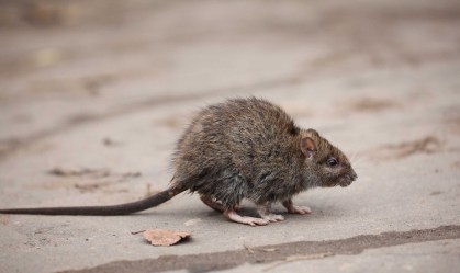 Ratos estão infectando humanos com hepatite, e ninguém sabe como