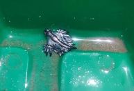 Animal raro na região, dragão azul começa a ser visto no Golfo do México