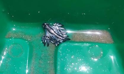 Animal raro na região, dragão azul começa a ser visto no Golfo do México