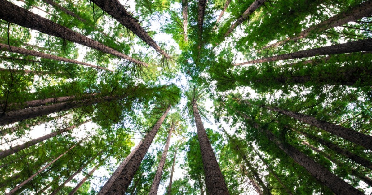Setor de árvores cultivadas exporta US$ 7,5 bilhões no primeiro semestre
