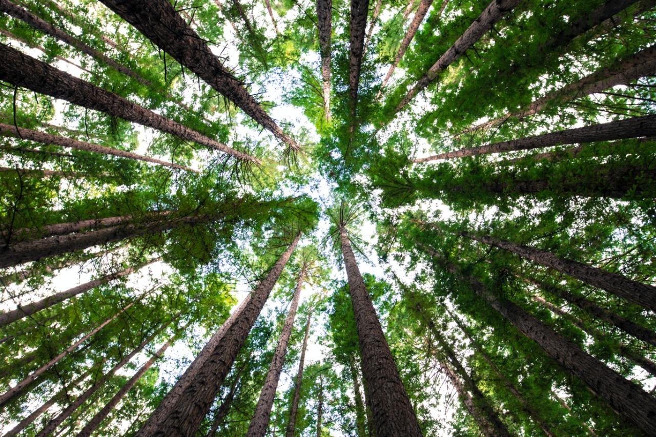 Foto: @tbzr/Unsplash