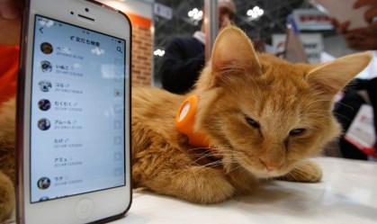 Novo estudo confirma contaminação pelo novo coronavírus entre gatos