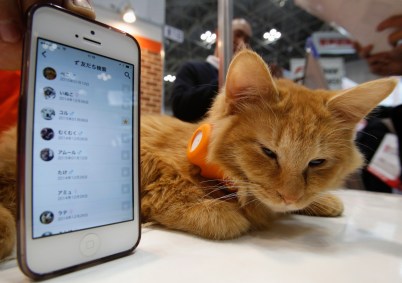 Gatos infectados com SARS-CoV-2 passaram doença para animais saudáveis