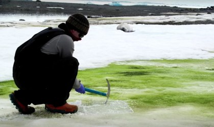Mudança climática aumenta algas na Antártica e faz gelo ficar verde