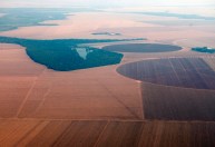 Mercado de defensivo biológico avança com alta demanda de produtos sustentáveis