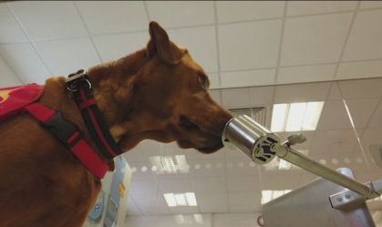Pesquisadores britânicos tentam treinar cachorros para farejar a Covid-19