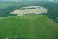 Apenas 25,8% da Mata Atlântica está preservada, aponta estudo