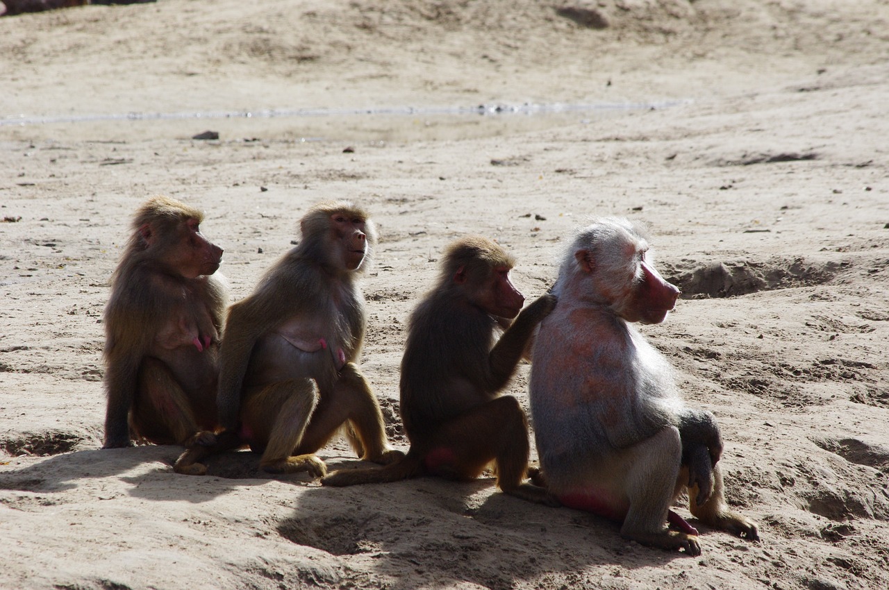 Macacos roubram amostras de sangue infectadas com o novo coronavírus na Índia