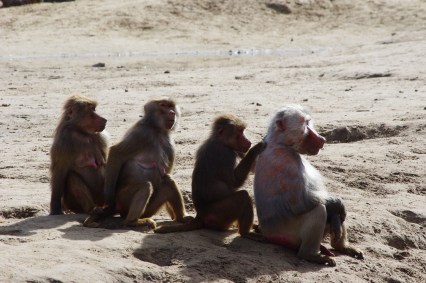 Macacos roubram amostras de sangue infectadas com o novo coronavírus na Índia