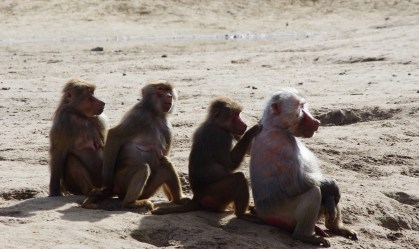 Macacos atacam laboratório e roubam sangue infectado com Covid-19 na Índia
