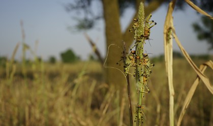 Infestação de gafanhotos destrói plantações na Índia e no Paquistão