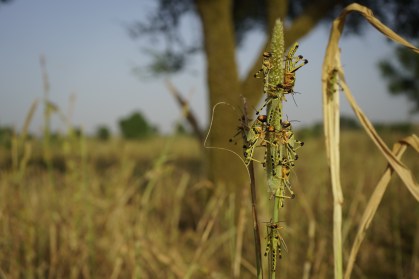 Índia e Paquistão enfrentam infestação de gafanhotos