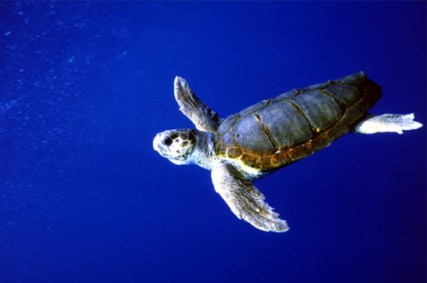 tartaruga-marinha; projeto Tamar