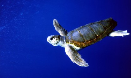 Ministério do Meio Ambiente extingue bases do Projeto Tamar em três estados