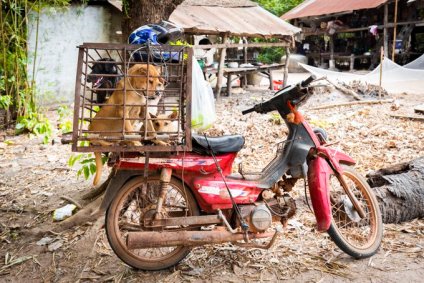 ONGs combatem crueldades contra cães