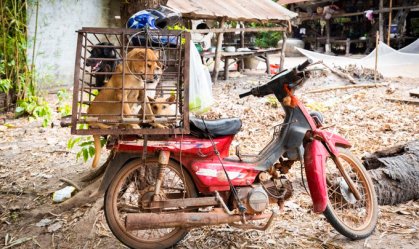 ONG pressiona países a seguirem China no combate ao consumo de carne de cachorro
